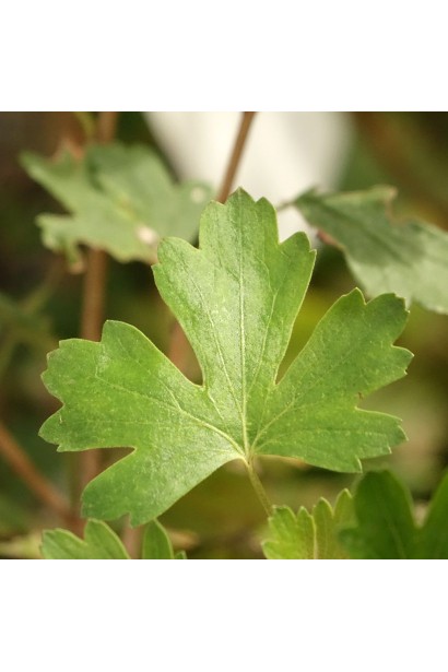 Аґрус Уайт Сміт - листя